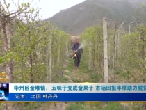 华州区金堆镇：五味子变成金果子 市场回报丰厚助力脱贫攻坚