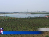 下庙镇新下社区：特色乡村游火了产业示范园 带动群众增收致富