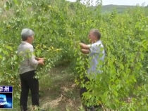 华州区大明镇孙堡村：“杏”好有你  收获幸福