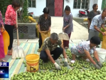 华州区柳枝镇张桥村：青皮核桃成熟了  收购红火效益好