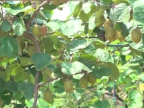 华州区高塘镇涧峪口村：小小猕猴桃 幸福润心田