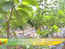 坤禾无忧果套餐肥：调土养根 为樱桃提供全程营养
