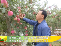 坤禾坤益健：果好价高 优质苹果全靠它