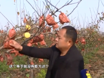 種梨買到問題肥 投訴遭遇索賠難