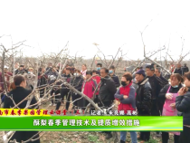 渭南市春季果园管理云课堂（三）：酥梨春季管理技术及提质增效措施