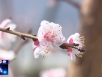 瞰华州：杏花竞相开  又是一年醉美时