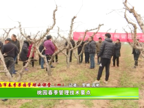 渭南市春季果园管理云课堂（四）桃园的春季管理技术要点