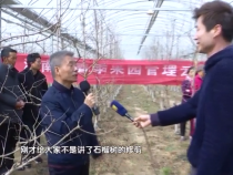 渭南市春季果园管理云课堂（六）：软籽石榴新建园的管理技术
