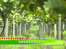 渭南市春季果园管理云课堂（五）：猕猴桃春季管理技术
