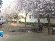 临渭区：兴达小区着手整治居民种菜问题