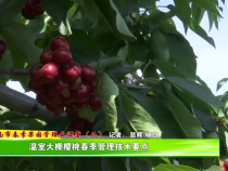 渭南市春季果园管理云课堂（二）温室樱桃春季管理技术要点