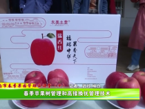 渭南市春季果园管理云课堂（十）：苹果树春季管理和高接换优管理技术