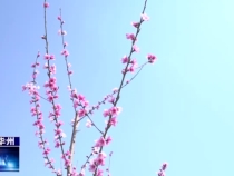 瞰华州：桃花盛开预丰收  恰似人间仙境里