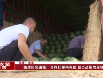 临渭区官路镇：合作社提档升级 助力品质农业快速发展