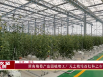 渭南葡萄产业园植物工厂无土栽培西红柿上市啦！
