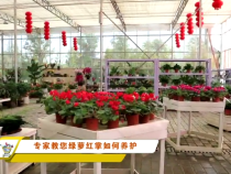专家教您绿萝红掌如何养护