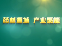 药材澄城 产业聚能