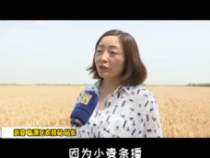 小麦宽幅沟播的优势