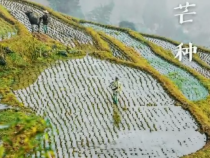 显辉说  芒种到  三夏大忙开始了