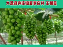 【我和天福櫻花的故事】感謝你讓我的葡萄越來越好