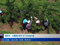 瞰华州：大樱桃红彤彤 红了乡村振兴路