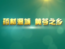 药材澄城 黄芩之乡