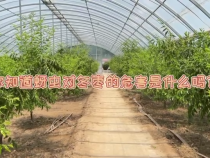 冬枣蚜虫无处可逃