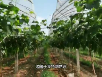 种阳光玫瑰，有你，很放心！
