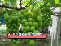 老張種葡萄有了新妙招