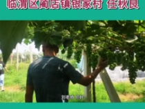 【我和天福櫻花的故事】任秋良：我把園子交給你我放心