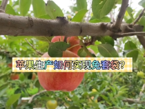 在蘋果生產中如何實現免套袋！
