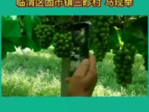 我和天福櫻花的故事：100萬到底是多錢