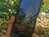 胡家村的蘋果熟了  等你來嘗鮮