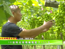 【我和天福樱花的故事】16亩的阳光玫瑰卖155万的奥秘
