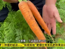 蘿卜種植的秘訣——“知根知地”靶鏢生物有機肥效果回訪