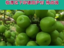 【我和天福櫻花的故事】楊戰(zhàn)強：好方案+好執(zhí)行=高價格