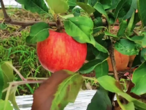 蘋果現在不用套袋啦！！！