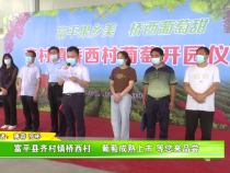 富平县齐村镇桥西村：葡萄成熟上市 等您来品尝