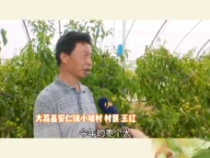 大荔“最美棗園”評選展播——王紅：棗園肥飽土美 冬棗糖度高
