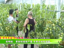 大荔“最美枣园”评选展播（八）——党明绪：更新枝组保产量 冬枣丰收有保障