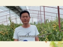 大荔“最美枣园”评选展播——尚跃龙：施肥做到位 冬枣品质好