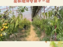 大荔“最美棗園”評選展播——精心疏果更新枝組 聶張超的棗園不一般