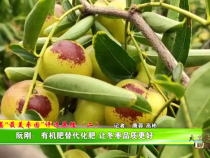 大荔”最美枣园“评选展播(二)——阮刚：有机肥替代化肥 让冬枣品质更好