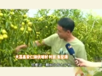 大荔“最美棗園”評選展播—— 朱宏濤務棗 巧懶結合 省時省工又豐產