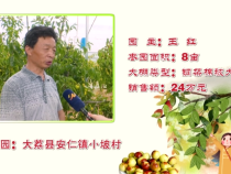 大荔“最美枣园”评选展播（四）——王红：我的枣园肥饱土美新枝好
