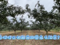 花椒园除草你做对了吗？