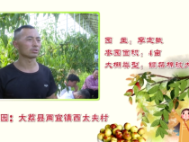 大荔”最美枣园“评选展播（五）——李定斌：改变观念上市早  赢得市场卖价高