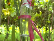 你知道絲瓜都可以用來做什么？