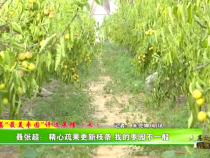 大荔“最美枣园”评选展播（七）——聂张超：精心疏果更新枝条 我的枣园不一般