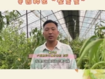 大荔“最美枣园”评选展播——秦天琪：90后小伙返乡创业 枣园种出“金蛋蛋”